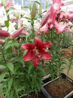 [4178 Borrello VH No01.JPG]